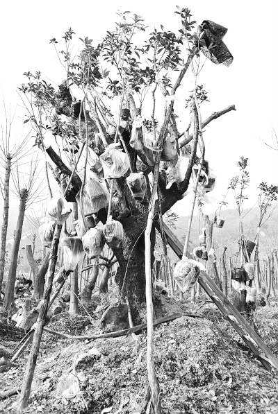 从山(shān)上挖下来的流苏树,被砍头去脚后,移植在“临时安置点”里。 本报记者 冯永锋摄