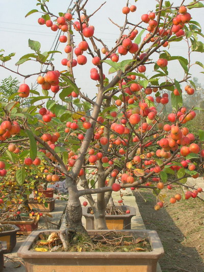 冬紅海棠（又(yòu)名長(cháng)壽果）盆景的栽植，及修剪方法